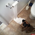 maddy_puggle_toiletpaper